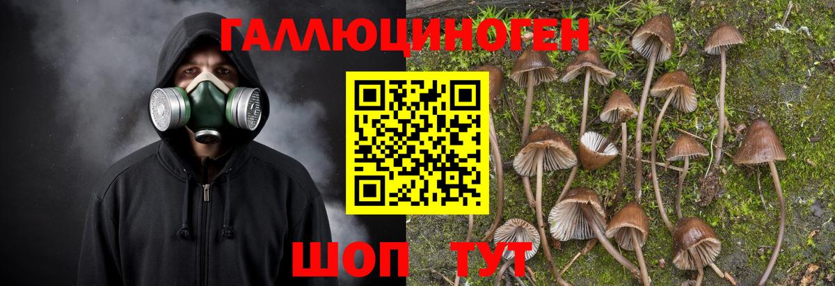 где найти наркотики  Псилоцибиновые грибы GOLDEN TEACHER  Павловский Посад  Вход с VPN  Псилоцибиновые грибы Magic Shrooms 